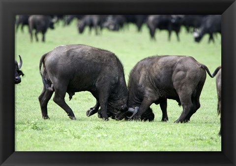 Framed Cape buffalo bulls (Syncerus caffer) sparring, Ngorongoro Crater, Ngorongoro, Tanzania Print