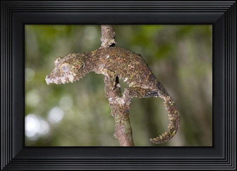Framed Close-up of a Leaf-Tailed gecko (Uroplatus fimbriatus), Andasibe-Mantadia National Park, Madagascar Print