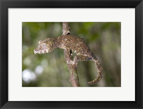 Framed Close-up of a Leaf-Tailed gecko (Uroplatus fimbriatus), Andasibe-Mantadia National Park, Madagascar Print