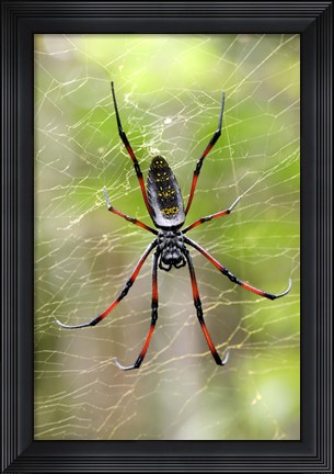 Framed Close-up of a Golden Silk Orb-weaver, Andasibe-Mantadia National Park, Madagascar Print