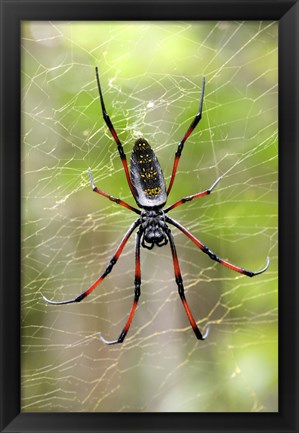 Framed Close-up of a Golden Silk Orb-weaver, Andasibe-Mantadia National Park, Madagascar Print