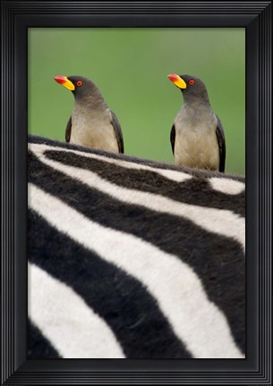 Framed Yellow-Billed oxpeckers (Buphagus africanus) on top of a zebra, Ngorongoro Crater, Ngorongoro, Tanzania Print
