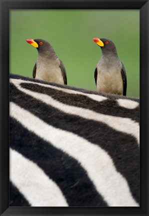 Framed Yellow-Billed oxpeckers (Buphagus africanus) on top of a zebra, Ngorongoro Crater, Ngorongoro, Tanzania Print