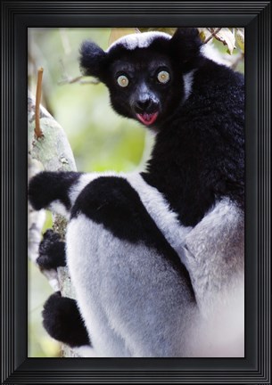 Framed Close-up of an Indri lemur (Indri indri), Andasibe-Mantadia National Park, Madagascar Print