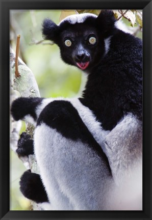 Framed Close-up of an Indri lemur (Indri indri), Andasibe-Mantadia National Park, Madagascar Print