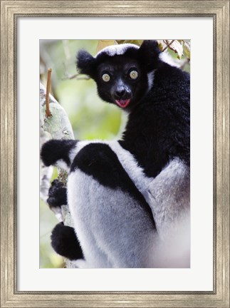 Framed Close-up of an Indri lemur (Indri indri), Andasibe-Mantadia National Park, Madagascar Print