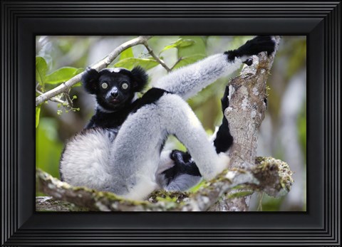 Framed Indri lemur (Indri indri) sitting on a tree, Andasibe-Mantadia National Park, Madagascar Print