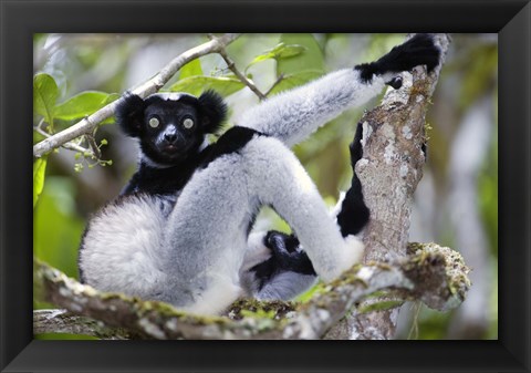 Framed Indri lemur (Indri indri) sitting on a tree, Andasibe-Mantadia National Park, Madagascar Print