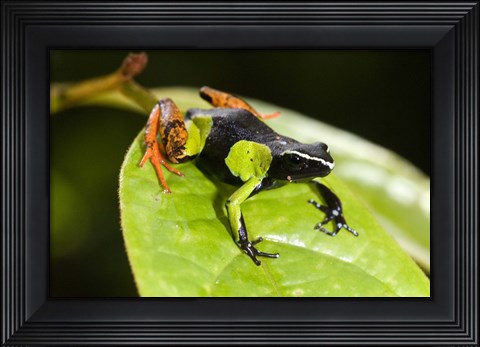 Framed Close-up of a Painted mantella (Mantella madagascarensis) frog, Madagascar Print
