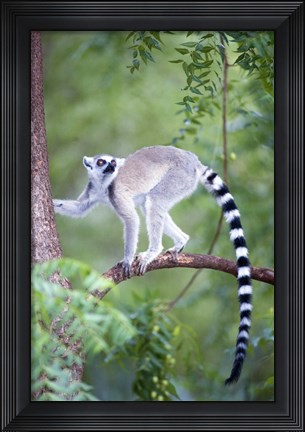 Framed Ring-Tailed lemur (Lemur catta) climbing a tree, Berenty, Madagascar Print