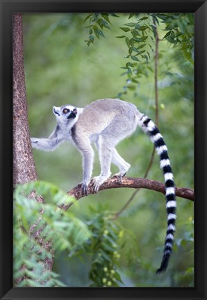 Framed Ring-Tailed lemur (Lemur catta) climbing a tree, Berenty, Madagascar Print