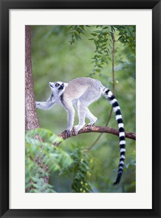 Framed Ring-Tailed lemur (Lemur catta) climbing a tree, Berenty, Madagascar Print