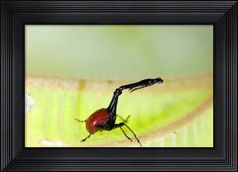 Framed Giraffe Weevil, Andasibe-Mantadia National Park, Madagascar Print