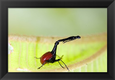 Framed Giraffe Weevil, Andasibe-Mantadia National Park, Madagascar Print