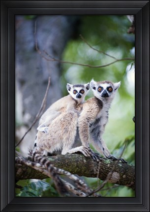 Framed Ring-Tailed lemur (Lemur catta) with its young one, Berenty, Madagascar Print