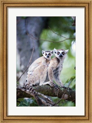 Framed Ring-Tailed lemur (Lemur catta) with its young one, Berenty, Madagascar Print
