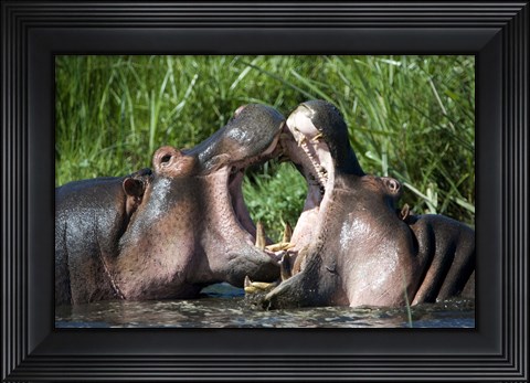 Framed Two hippopotamuses (Hippopotamus amphibius) fighting in water, Ngorongoro Crater, Ngorongoro, Tanzania Print
