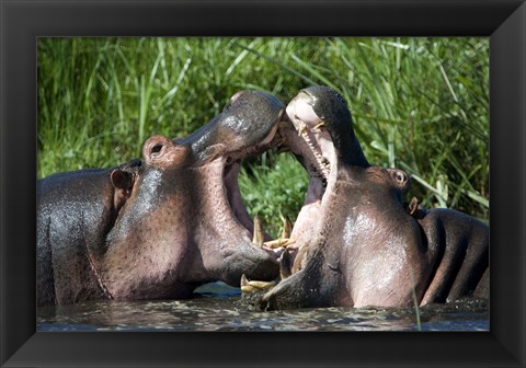 Framed Two hippopotamuses (Hippopotamus amphibius) fighting in water, Ngorongoro Crater, Ngorongoro, Tanzania Print