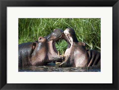 Framed Two hippopotamuses (Hippopotamus amphibius) fighting in water, Ngorongoro Crater, Ngorongoro, Tanzania Print