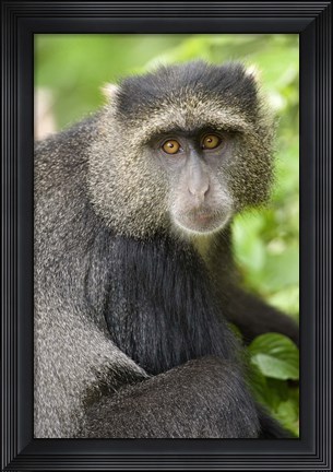 Framed Close-up of a Blue monkey (Cercopithecus mitis), Lake Manyara National Park, Tanzania Print
