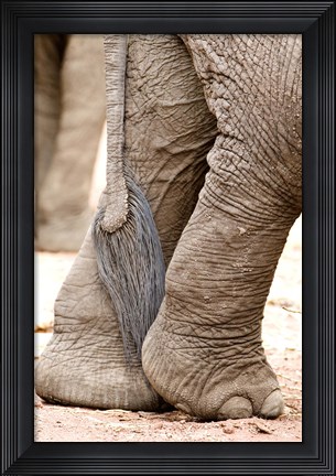 Framed Close-up of legs and tail of an African elephant (Loxodonta africana), Lake Manyara, Tanzania Print