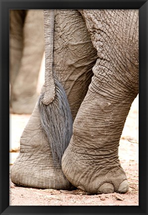 Framed Close-up of legs and tail of an African elephant (Loxodonta africana), Lake Manyara, Tanzania Print