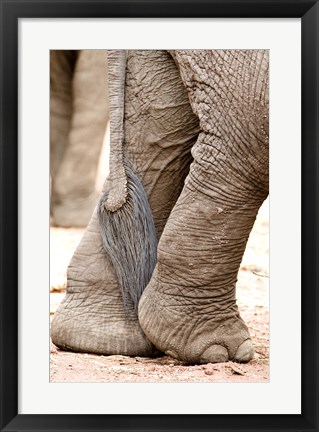 Framed Close-up of legs and tail of an African elephant (Loxodonta africana), Lake Manyara, Tanzania Print