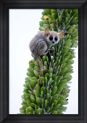 Framed Close-up of a Grey Mouse lemur (Microcebus murinus) on a tree, Berenty, Madagascar Print