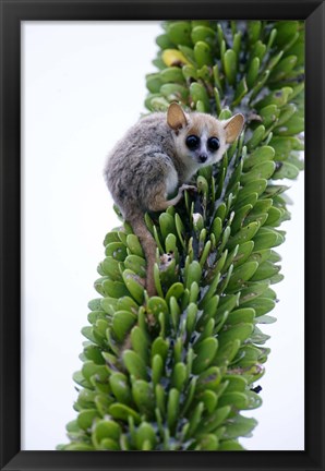Framed Close-up of a Grey Mouse lemur (Microcebus murinus) on a tree, Berenty, Madagascar Print