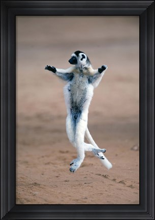 Framed Verreaux's sifaka dancing in a field, Berenty, Madagascar Print