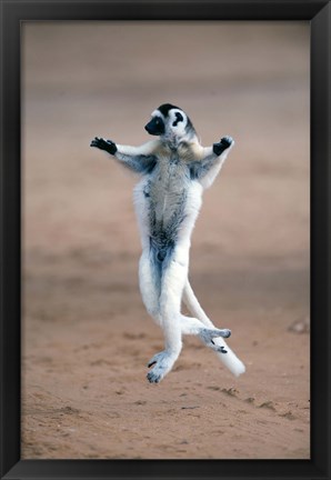 Framed Verreaux&#39;s sifaka dancing in a field, Berenty, Madagascar Print