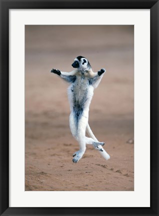 Framed Verreaux&#39;s sifaka dancing in a field, Berenty, Madagascar Print