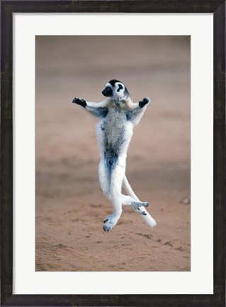 Framed Verreaux&#39;s sifaka dancing in a field, Berenty, Madagascar Print