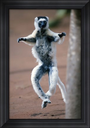 Framed Close up of Verreaux's sifaka Monkey dancing in a field, Berenty, Madagascar Print