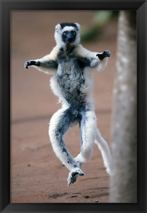 Framed Close up of Verreaux&#39;s sifaka Monkey dancing in a field, Berenty, Madagascar Print