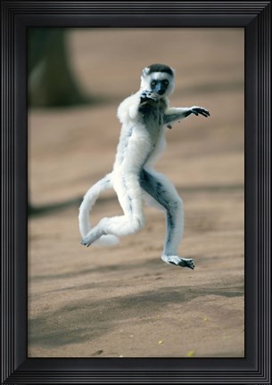 Framed Verreaux's sifaka monkey, Berenty, Madagascar Print