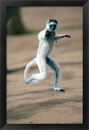 Framed Verreaux&#39;s sifaka monkey, Berenty, Madagascar Print