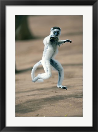 Framed Verreaux&#39;s sifaka monkey, Berenty, Madagascar Print