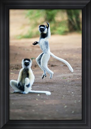Framed Pair of Verreaux's sifaka in a field, Berenty, Madagascar Print