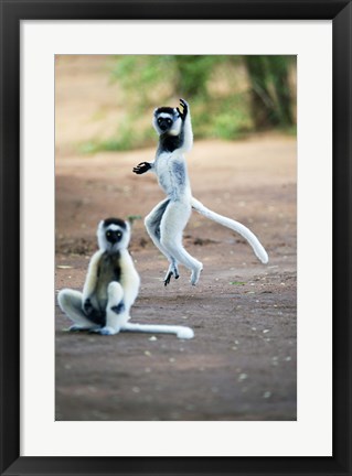 Framed Pair of Verreaux&#39;s sifaka in a field, Berenty, Madagascar Print