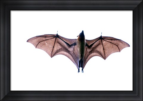 Framed Close-up of a Madagascan Flying fox (Pteropus rufus) bat, Berenty, Madagascar Print