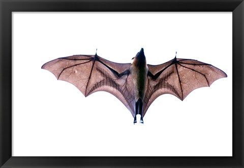 Framed Close-up of a Madagascan Flying fox (Pteropus rufus) bat, Berenty, Madagascar Print