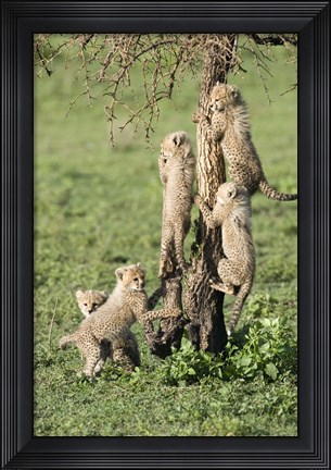 Framed Cheetah Cubs (Acinonyx jubatus), Ndutu, Ngorongoro, Tanzania Print