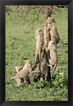 Framed Cheetah Cubs (Acinonyx jubatus), Ndutu, Ngorongoro, Tanzania Print