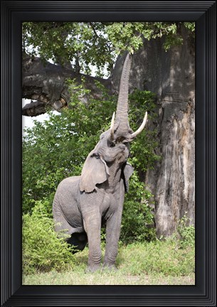 Framed African elephant (Loxodonta africana) reaching for baobab (Adansonia digitata) tree leaves, Tarangire National Park, Tanzania Print