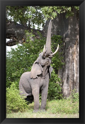 Framed African elephant (Loxodonta africana) reaching for baobab (Adansonia digitata) tree leaves, Tarangire National Park, Tanzania Print