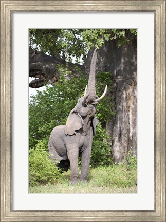 Framed African elephant (Loxodonta africana) reaching for baobab (Adansonia digitata) tree leaves, Tarangire National Park, Tanzania Print