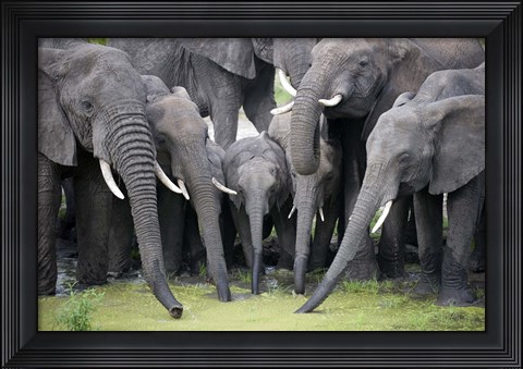 Framed African elephants (Loxodonta africana) drinking water in a pond, Tarangire National Park, Tanzania Print