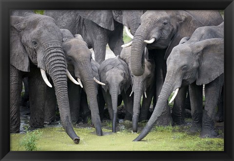 Framed African elephants (Loxodonta africana) drinking water in a pond, Tarangire National Park, Tanzania Print