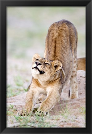Framed Lioness (Panthera leo) stretching in a forest, Tarangire National Park, Tanzania Print